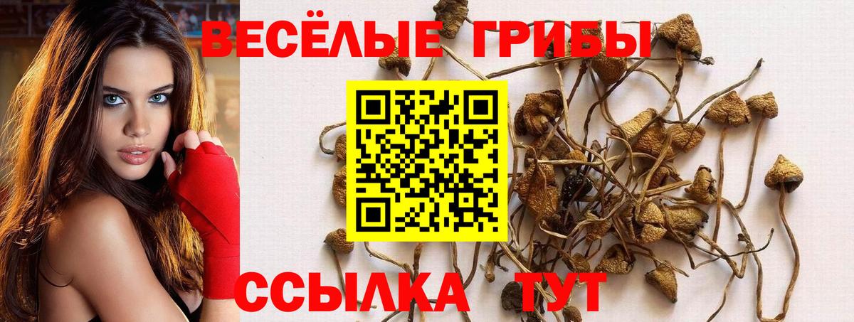 Псилоцибиновые грибы GOLDEN TEACHER  Псилоцибиновые грибы GOLDEN TEACHER  Вход с VPN  Владимир 
